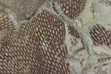 Ordovician Graptolite (Araneograptus) Plate - Morocco #116744-3